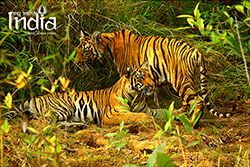 tadoba