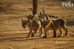 Tadoba