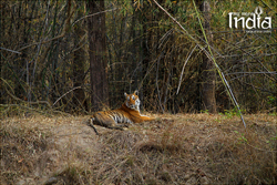 tadoba