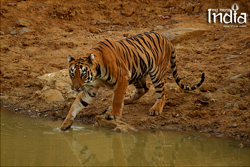 tadoba