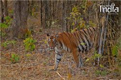 TADOBA