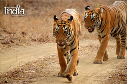 tadoba