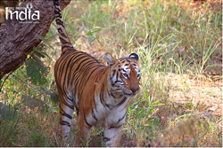 tadoba