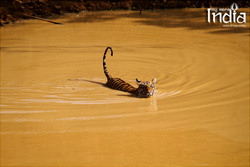 Tadoba