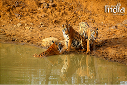 tadoba