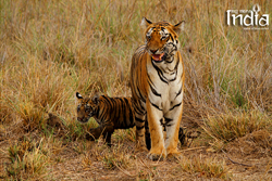 Tadoba