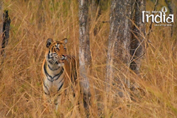 tadoba