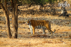 Tadoba