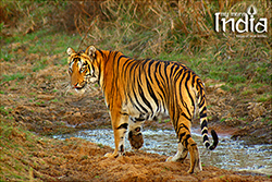 Tadoba