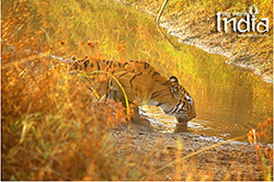 Tadoba