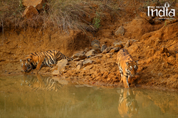 tadoba