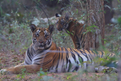 Tadoba