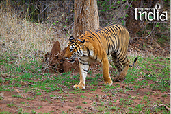 tadoba