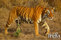 tadoba