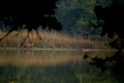 tadoba