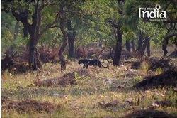 tadoba