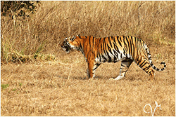 Tadoba