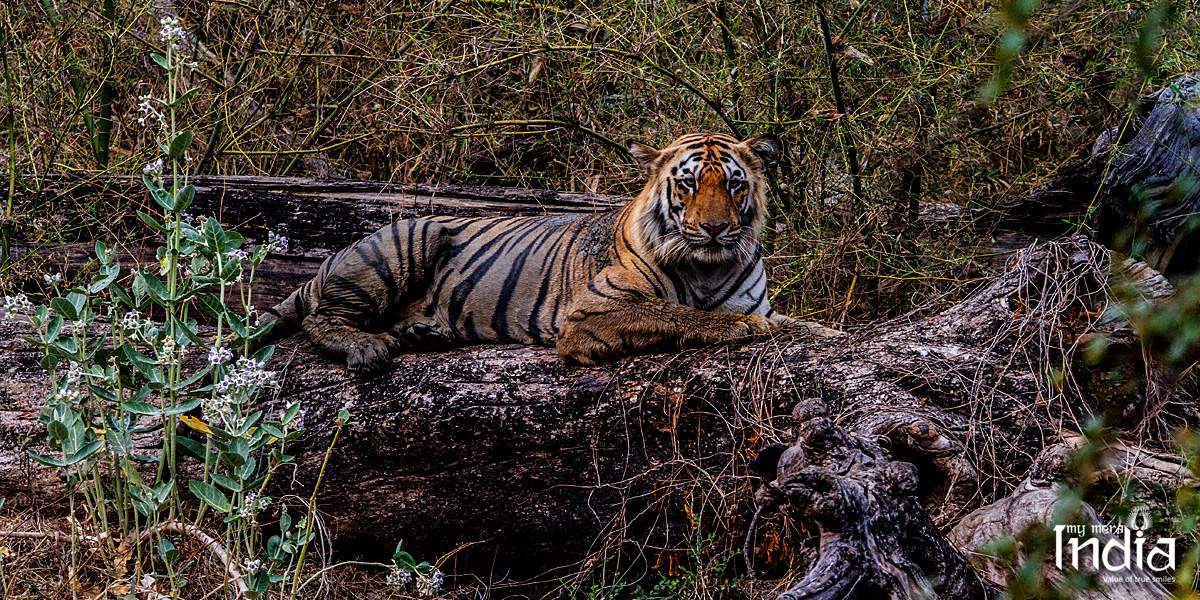 tadoba