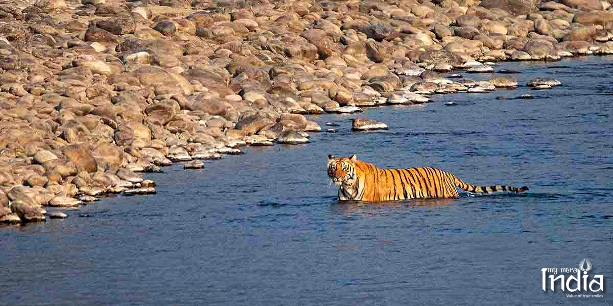 Jim Corbett