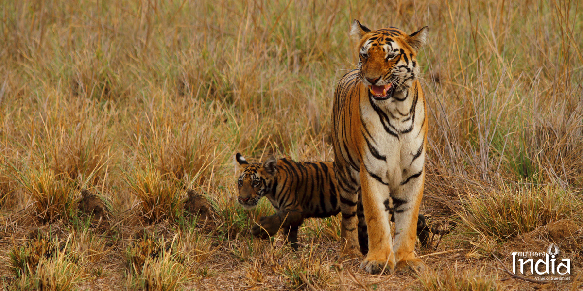 tadoba