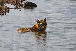 tadoba
