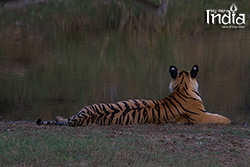 Tadoba
