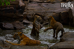Tadoba