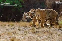 Tadoba