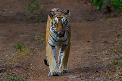 tadoba