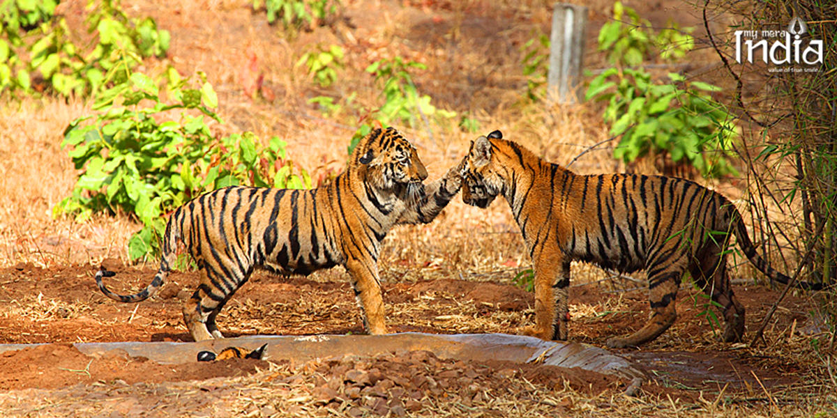 tadoba